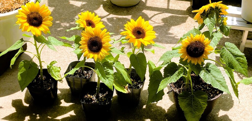 現在の画像: 夏休みをイメージした向日葵のポット
